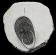 Mororccan Harpes (Scotoharpes) Trilobite - Long #47328-1
